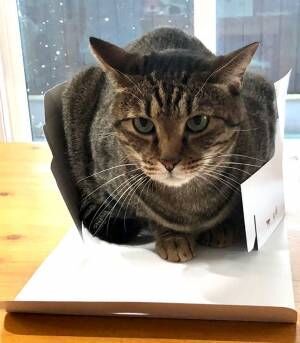 「はみ出てない？」　ケーキの箱に入った猫、上から見てみると…？