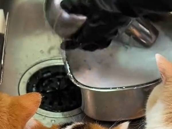 「かわいい後頭部が３つ揃った」　癒しの動画が７７万回以上再生！