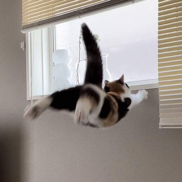 「ごめん爆笑した」「腹が痛い」　ジャンプした猫の『結末』に笑う人続出！