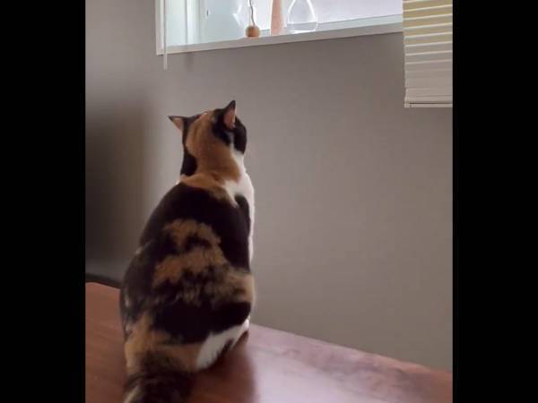 「ごめん爆笑した」「腹が痛い」　ジャンプした猫の『結末』に笑う人続出！