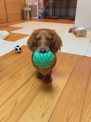 「眠たい…でも、遊びたい」　立ったまま睡魔と戦う犬が「かわいすぎ」「もう寝てない？」