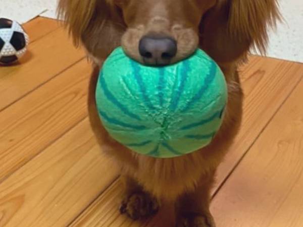 「眠たい…でも、遊びたい」　立ったまま睡魔と戦う犬が「かわいすぎ」「もう寝てない？」