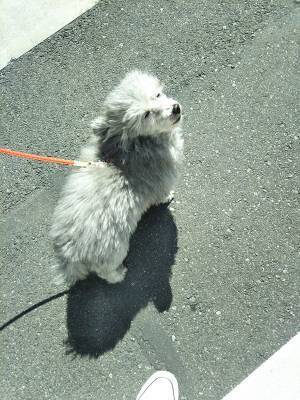 『犬猫どっちも飼ってると』犬くんが亡くなる　「本当に悲しい」「猫様が心配」の声