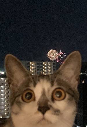 花火を見ていた飼い主　愛猫の行動に「吹き出したわ！」「強すぎる」