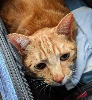 「明らかにゲッソリ」動物病院へ行くと分かると…　「本当に同じ猫…？」