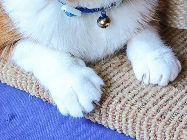 「明らかにゲッソリ」動物病院へ行くと分かると…　「本当に同じ猫…？」