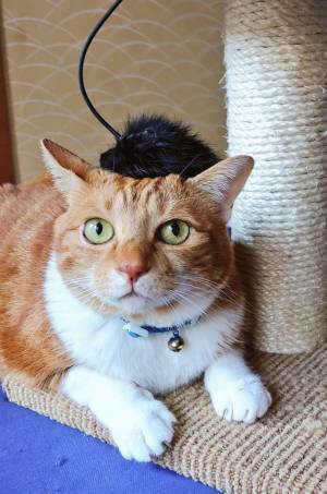 「明らかにゲッソリ」動物病院へ行くと分かると…　「本当に同じ猫…？」