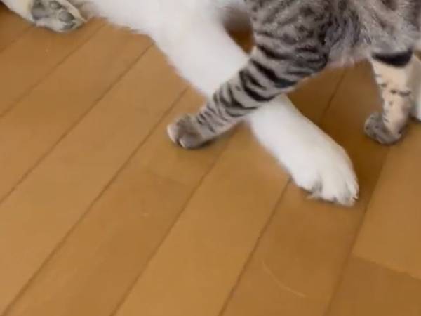 「浮気してニャイ？」　疑う猫が見せた行動に「吹いた」「厳しいチェック」