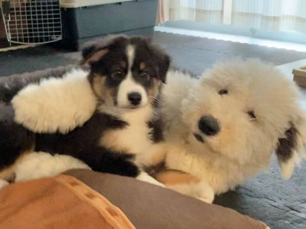 「お前、小さいなぁ！」　大型犬の元に、子犬がやってきて…？