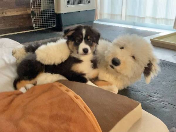 「お前、小さいなぁ！」　大型犬の元に、子犬がやってきて…？