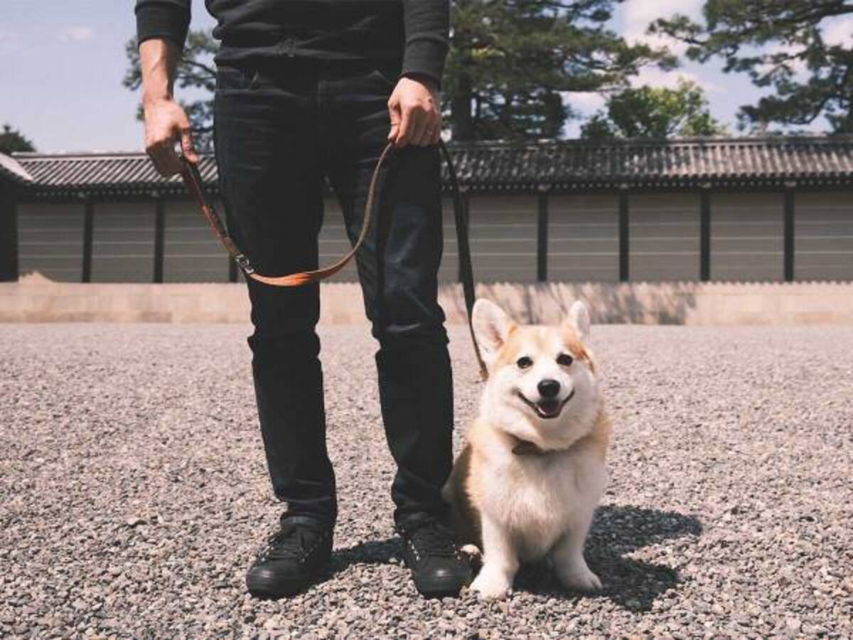 犬と散歩中の飼い主が 見知らぬ青年にかけられた ひと言 に１３万いいね 22年5月4日 ウーマンエキサイト 1 2