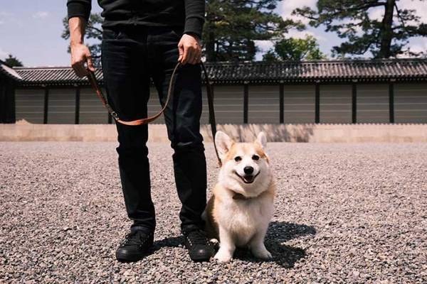 犬と散歩中の飼い主が、見知らぬ青年にかけられた『ひと言』に１３万いいね！