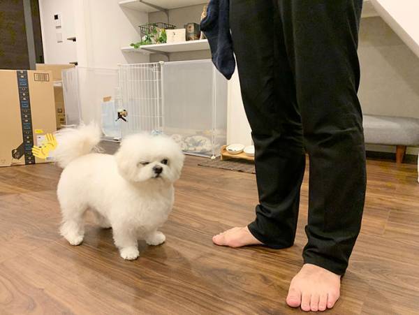 「舌打ち…してるよね？」　遊んでもらえない犬、表情に爆笑