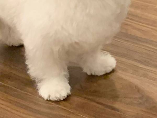 「舌打ち…してるよね？」　遊んでもらえない犬、表情に爆笑