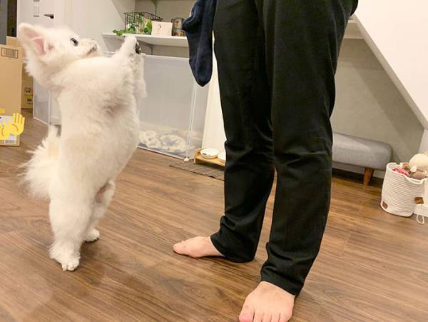 「舌打ち…してるよね？」　遊んでもらえない犬、表情に爆笑