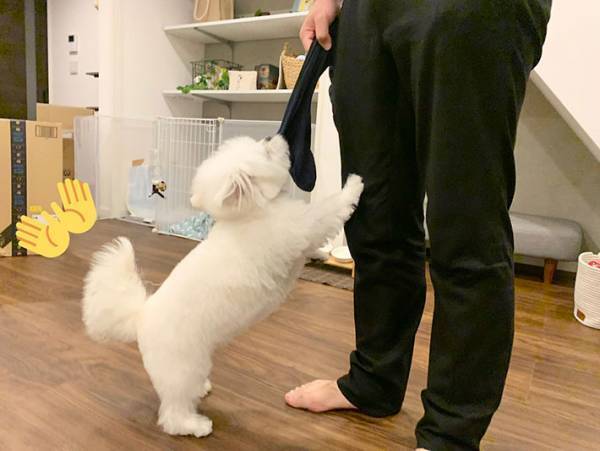 「舌打ち…してるよね？」　遊んでもらえない犬、表情に爆笑