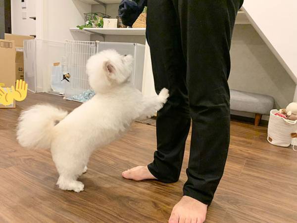 「舌打ち…してるよね？」　遊んでもらえない犬、表情に爆笑