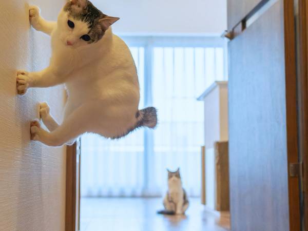 写真の左上を見ると…　「えっ、壁歩いてる？」「重力を感じない」
