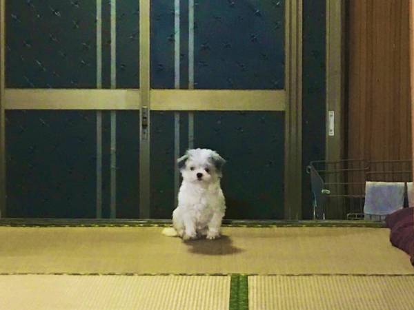 殺処分寸前で保護された犬が、５年後？　現在の姿に「涙が出た」「泣ける…」