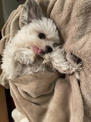 殺処分寸前で保護された犬が、５年後？　現在の姿に「涙が出た」「泣ける…」