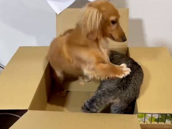 大好きな猫に、段ボールを奪われそうになった犬　オチに「爆笑した」「一生笑える」