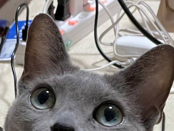 毛づくろいをしていた最中、地震が発生！　猫の反応に「奇跡の瞬間だ」