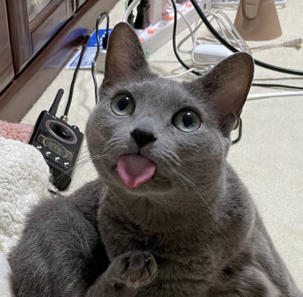 毛づくろいをしていた最中、地震が発生！　猫の反応に「奇跡の瞬間だ」