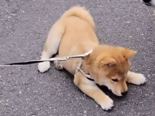 散歩中に拒否モードに入る柴犬　すると、その横では？