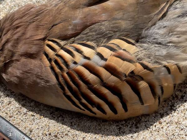 心臓に悪い！日向ぼっこをしているペット　「悲鳴上げるわ」「行き倒れたのかと…」