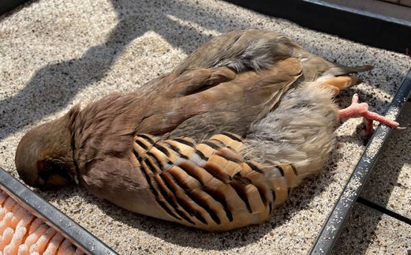 心臓に悪い！日向ぼっこをしているペット　「悲鳴上げるわ」「行き倒れたのかと…」