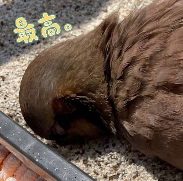 心臓に悪い！日向ぼっこをしているペット　「悲鳴上げるわ」「行き倒れたのかと…」