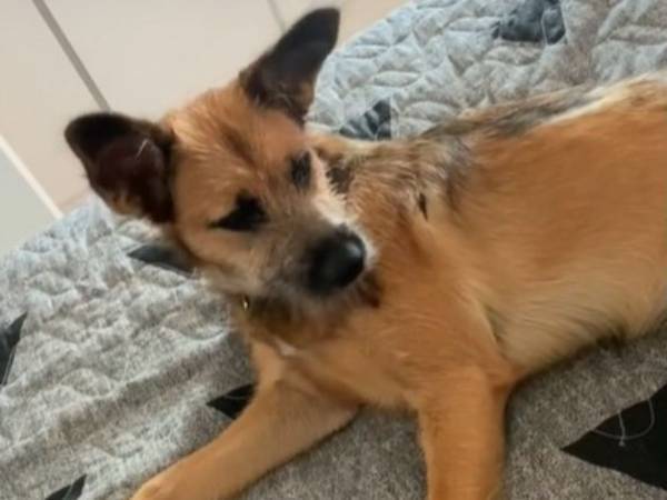 愛犬のしゃっくりが止まらない！　飼い主がとった行動に「大笑いした」