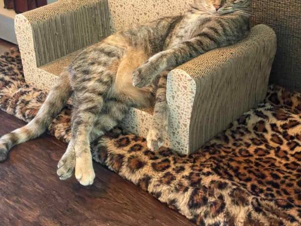 「ハリウッドスターのようだ」　ソファでくつろぐ猫の気品がハンパない