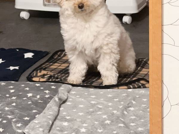 夜更かしをしていた飼い主　すると、愛犬が起きてしまい？　「母親みたいな表情」