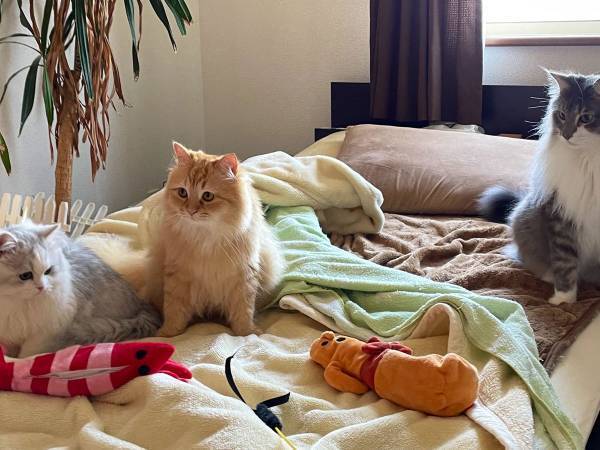 「参加したい」「幸せな現場」　飼い主のベッドに乗る３匹　その近くに散らばっていたのは？