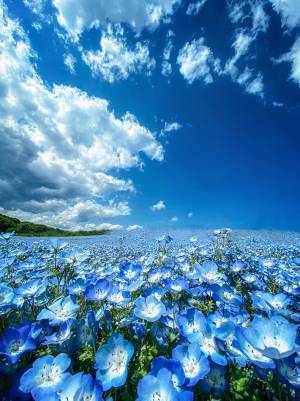 ネモフィラを撮影した１枚に「鳥肌が立った」「まるで夢のよう」