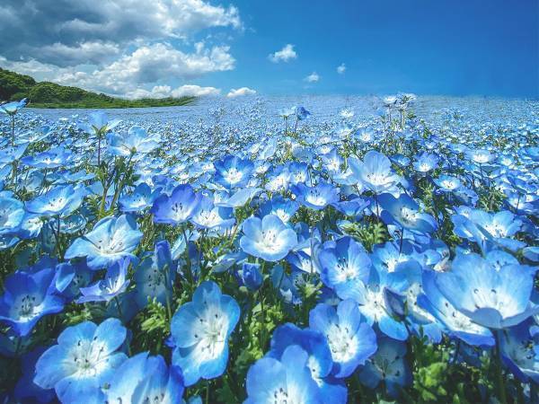 ネモフィラを撮影した１枚に「鳥肌が立った」「まるで夢のよう」