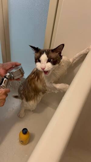 「やめろニャ！」　お風呂に猛抗議する猫の姿に「思わず吹いた」