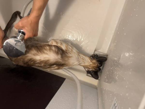 「やめろニャ！」　お風呂に猛抗議する猫の姿に「思わず吹いた」