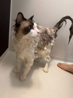 「やめろニャ！」　お風呂に猛抗議する猫の姿に「思わず吹いた」