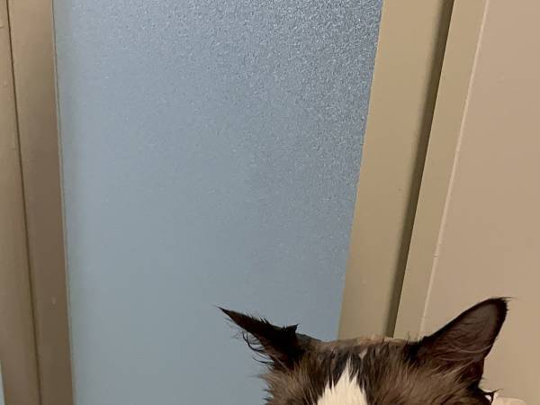 「やめろニャ！」　お風呂に猛抗議する猫の姿に「思わず吹いた」