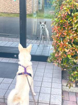 散歩中、愛犬がつい立ち止まってしまう理由とは？　「かわいすぎる」「笑った」