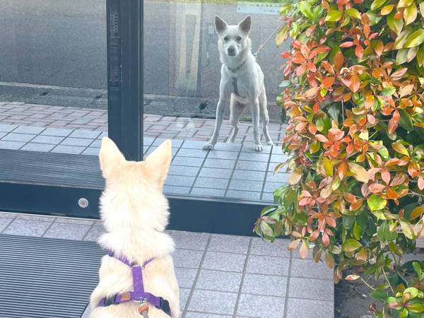 散歩中、愛犬がつい立ち止まってしまう理由とは？　「かわいすぎる」「笑った」
