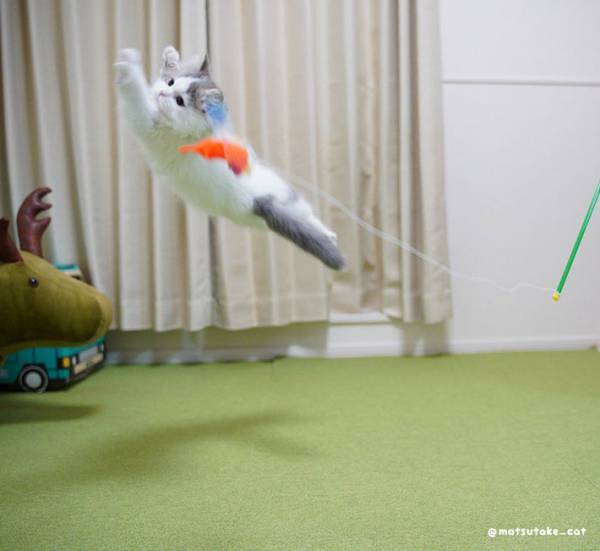 ウルトラマンのような猫　おもちゃで遊んでいる姿に「決定的瞬間！」