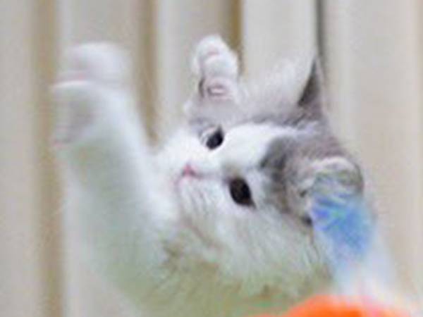 ウルトラマンのような猫　おもちゃで遊んでいる姿に「決定的瞬間！」