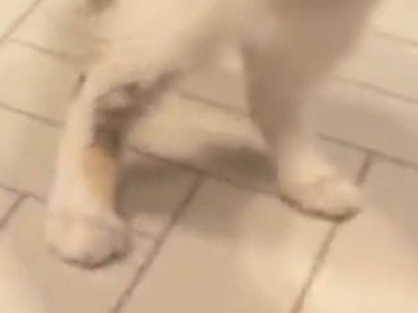 子猫「な、なんだこれは！？」　おいしすぎて『野生』が目覚める