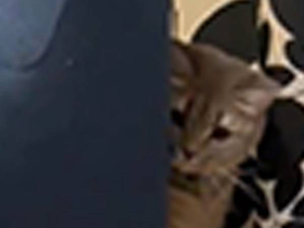 ソファの影から、子猫を見守り…？　「仲よくなりたい」先住猫の行動がかわいすぎた