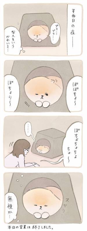 自由奔放なポメラニアン　飼い主がたくさん遊んだ結果が、こちら