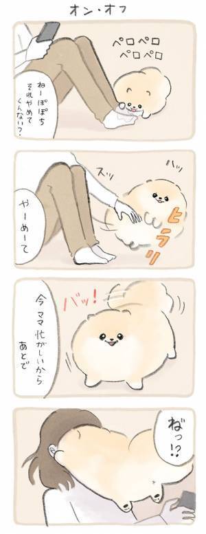 自由奔放なポメラニアン　飼い主がたくさん遊んだ結果が、こちら