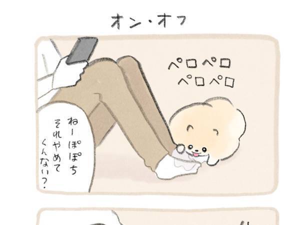 自由奔放なポメラニアン　飼い主がたくさん遊んだ結果が、こちら